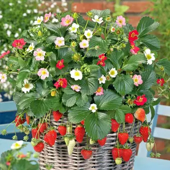 Ампельная клубника — сорт нового поколения