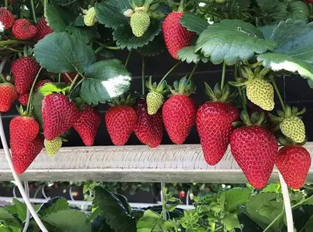 Ампельная клубника — ягоды на усах