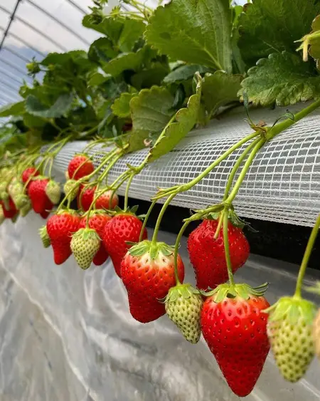 Ампельная клубника — урожай